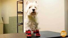 Если собака промочила лапы... Доброе утро. Фрагмент