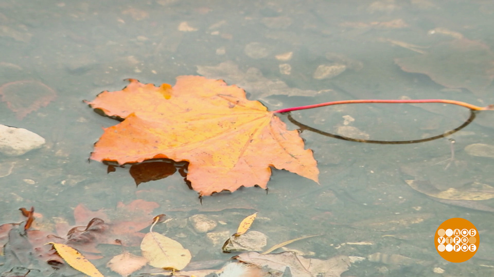 Уходи, осенняя хандра! Доброе утро. Фрагмент выпуска от 07.10.2025