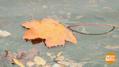 Уходи, осенняя хандра! Доброе утро. Фрагмент