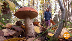 Грибы, вы где? В Карелии! И не только. Доброе утро. Фрагмент 