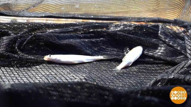 Ловим на живца! Доброе утро. Фрагмент