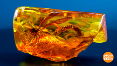 И это все — янтарь! Доброе утро. Суббота. Фрагмент 