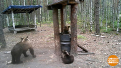 Зверушки, вы попались! В фотоловушки. Доброе утро. Фрагмент 