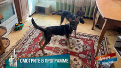 «Мама пьет и у нее 12 собак». Дети как собаки. Мужское / Женское. Краткое содержание 