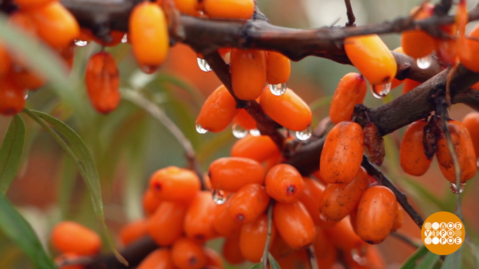 Поздние ягоды — чистое здоровье! Доброе утро. Суббота. Фрагмент выпуска от 18.10.2025