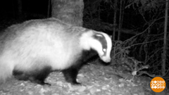 Барсуки к зиме готовы! И олени — тоже… Доброе утро. Фрагмент 