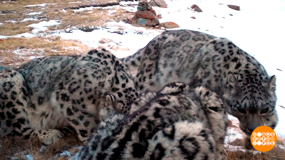 Паспорт для ирбиса. Доброе утро. Фрагмент выпуска от 23.10.2025