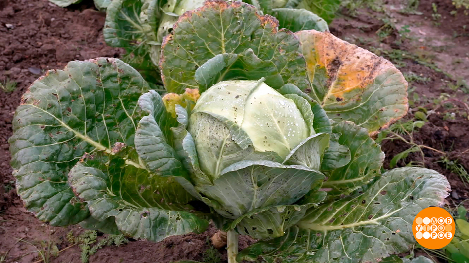 Капуста: поздняя, зато вкусная! Доброе утро. Фрагмент выпуска от 24.10.2025