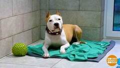 Зоогостиница: чтобы собаке было хорошо. Доброе утро. Фрагмент 