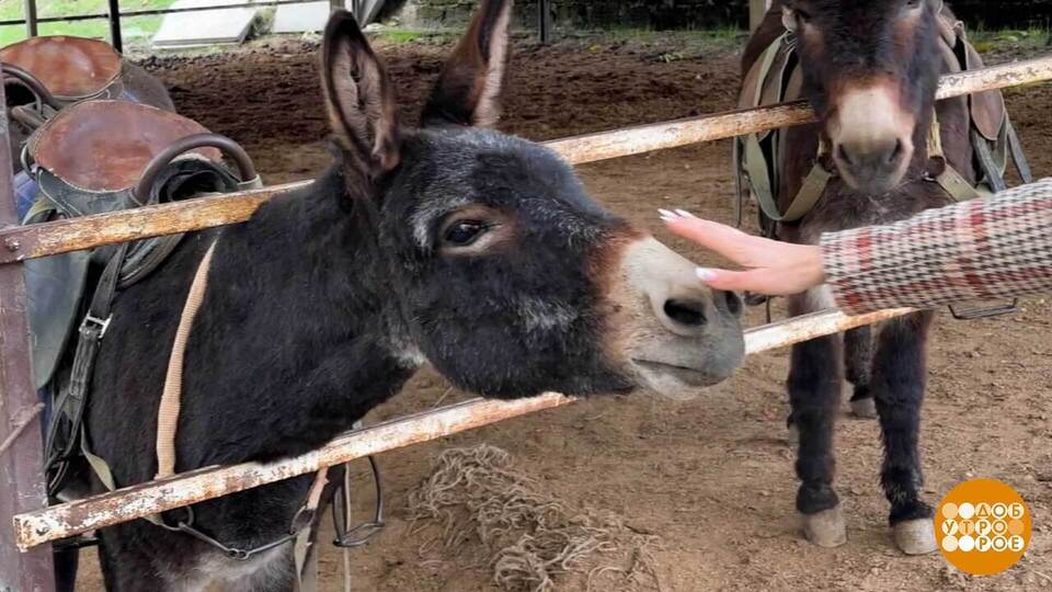 Ослики любят доброе слово! И морковку. Доброе утро. Фрагмент выпуска от 24.10.2025