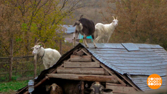 Кто куда, а мы — в деревню! Доброе утро. Суббота. Фрагмент