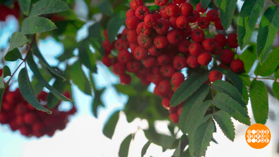 Ой, рябина кудрявая… А еще — разноцветная и полезная! Доброе утро. Суббота. Фрагмент выпуска от 25.10.2025