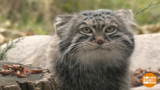 Осень... Не пора ли нам подкрепиться? Доброе утро. Фрагмент 