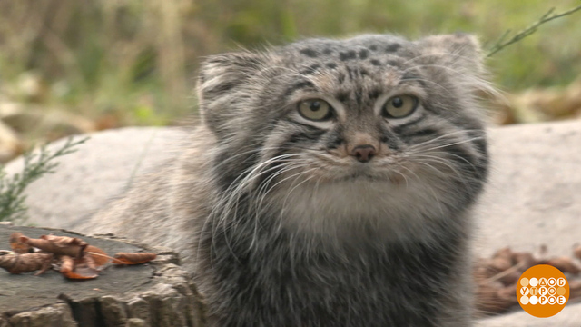 Осень... Не пора ли нам подкрепиться? Доброе утро. Фрагмент 