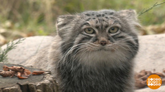 Осень... Не пора ли нам подкрепиться? Доброе утро. Фрагмент 