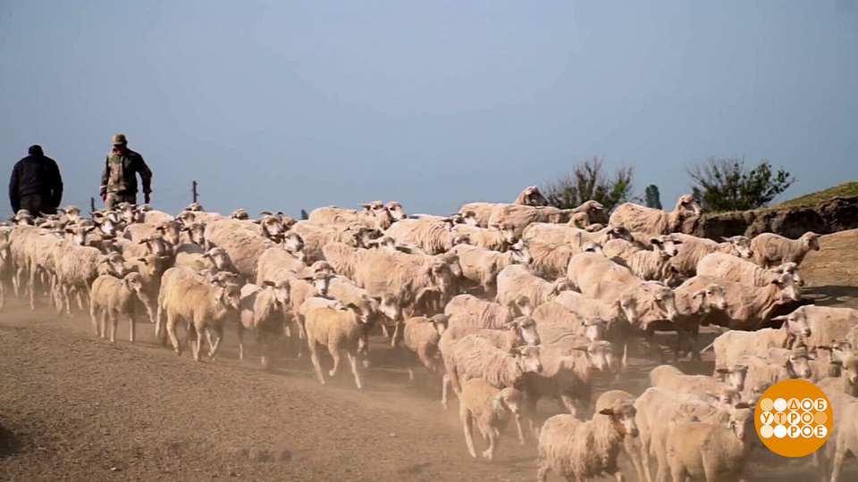 Куда бегут овечки? Доброе утро. Фрагмент выпуска от 29.10.2025