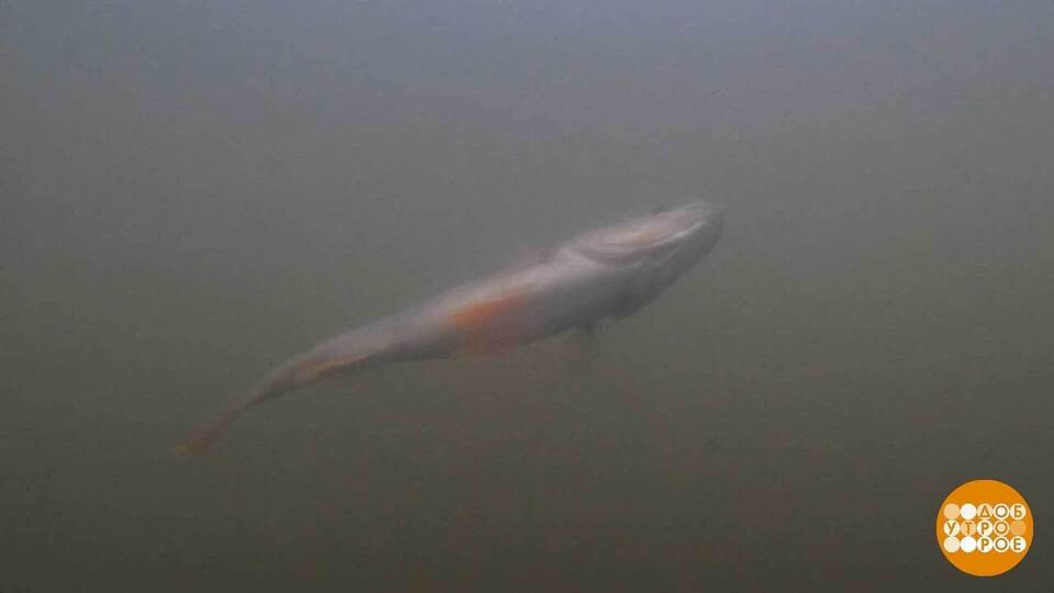 Особенности осенней рыбалки. Доброе утро. Фрагмент выпуска от 30.10.2025