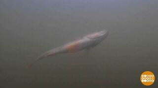 Особенности осенней рыбалки. Доброе утро. Фрагмент 