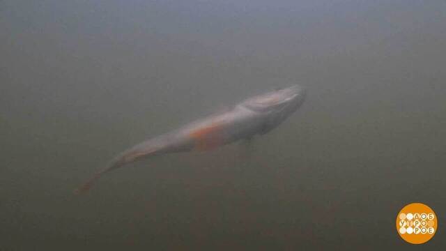 Особенности осенней рыбалки. Доброе утро. Фрагмент 