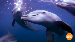 Что скрывает Черное море. Доброе утро. Фрагмент 