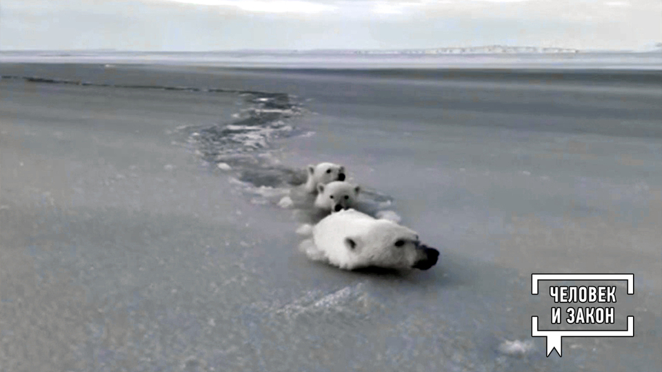 Видео недели. В мире животных. Человек и закон. Фрагмент выпуска от 31.10.2025