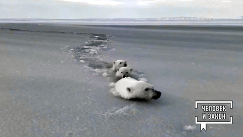 Видео недели. В мире животных. Человек и закон. Фрагмент 
