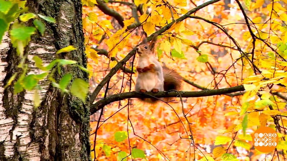 Все, что вы хотели знать про осень. Доброе утро. Суббота. Фрагмент выпуска от 01.11.2025
