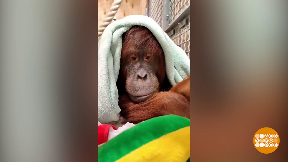 Одеяло для орангутанга. Доброе утро. Фрагмент выпуска от 05.11.2025