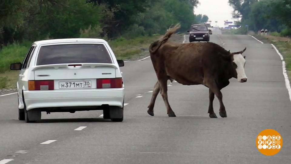 Коровы, которые гуляют сами по себе. Доброе утро. Фрагмент выпуска от 07.11.2025