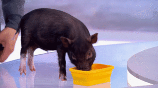 Минипиг устроил «скандал» из-за еды в студии «Давай поженимся!»