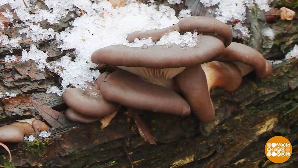 А под снегом — грибы! Доброе утро. Суббота. Фрагмент выпуска от 08.11.2025