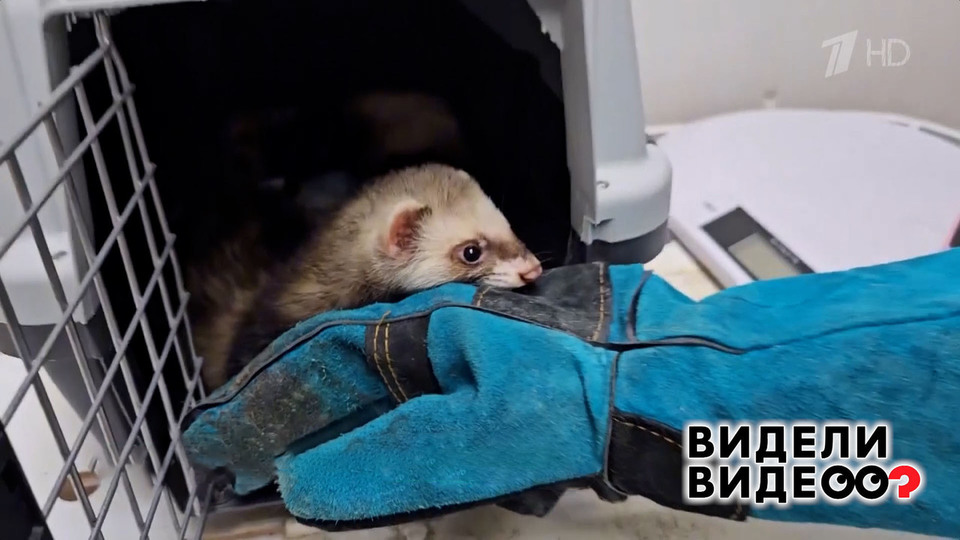 Спасение хорьков. Видели видео? Фрагмент выпуска от 09.11.2025