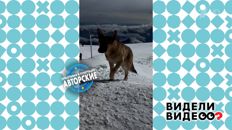 Бездомный пес покорил Эльбрус. Видели видео? Фрагмент выпуска от 09.11.2025