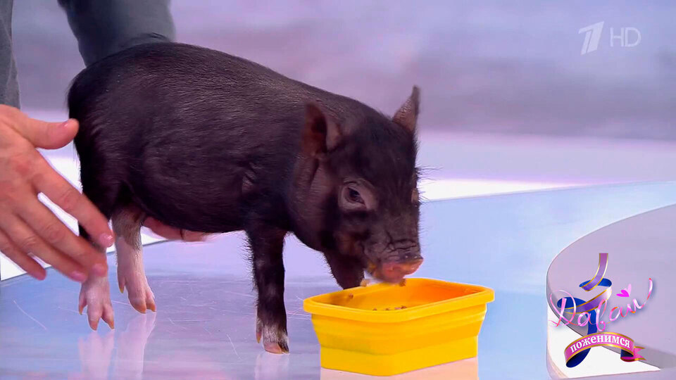 «С каким аппетитом ест!» Поросенок проголодался на съемках программы. Давай поженимся! Фрагмент выпуска от 07.11.2025