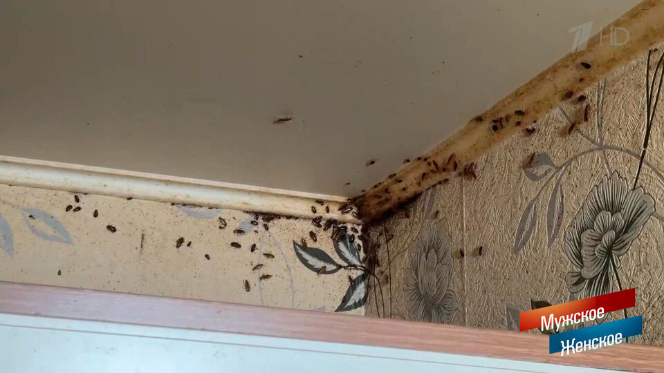 «Удивляюсь, что тараканы не сбежали». Мишка. Мужское / Женское. Краткое содержание выпуска от 10.11.2025