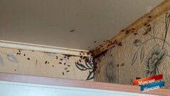 «Удивляюсь, что тараканы не сбежали». Мишка. Мужское / Женское. Краткое содержание