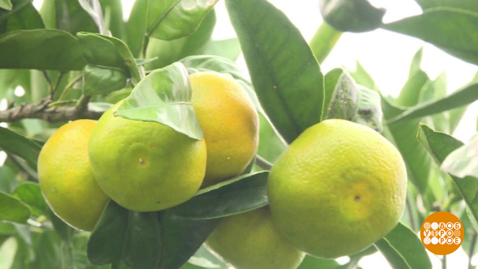 Мандарины поспели. Скоро Новый год! Доброе утро. Суббота. Фрагмент выпуска от 15.11.2025