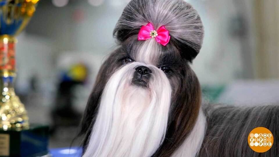 «Евразия 2025»: будет сплошное ми-ми-ми! Доброе утро. Суббота. Фрагмент выпуска от 15.11.2025