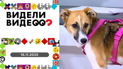 Поездка за Колбасой; спасение норок; застрявший пес; маленький географ. Видели видео? 