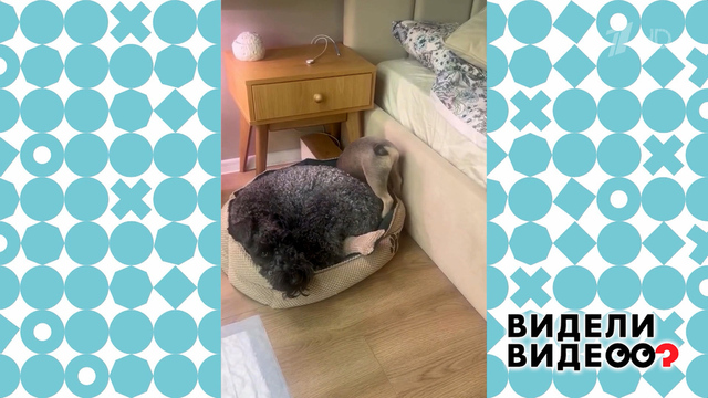 Застрявший пес. Видели видео? Фрагмент 