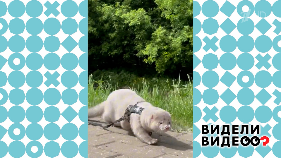 Спасение норок. Видели видео? Фрагмент выпуска от 16.11.2025