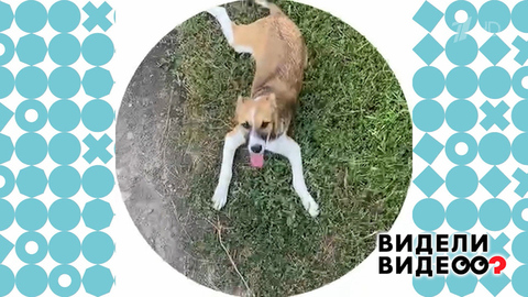 Поездка за Колбасой. Видели видео? Фрагмент 