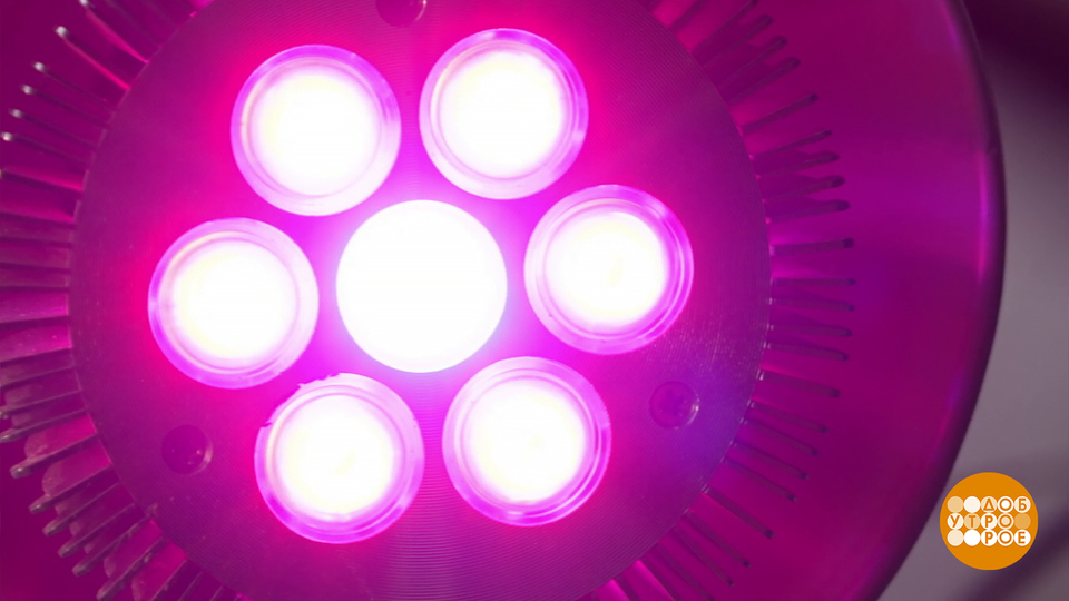 Фитолампа: искусственное солнышко. Доброе утро. Фрагмент выпуска от 20.11.2025