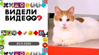 Шпиц Швепс; картины из пластилина; бездомный кот Амур и хаски Саманта; кот Тиша и нутрия Шушуна. Видели видео? Выпуск от 23.11.2025