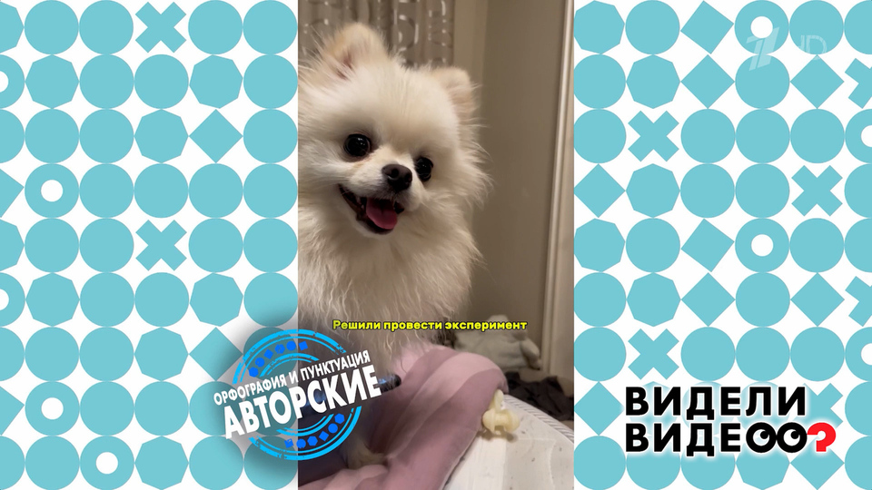 Шпиц Швепс. Видели видео? Фрагмент выпуска от 23.11.2025