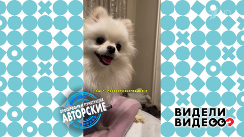 Шпиц Швепс. Видели видео? Фрагмент 