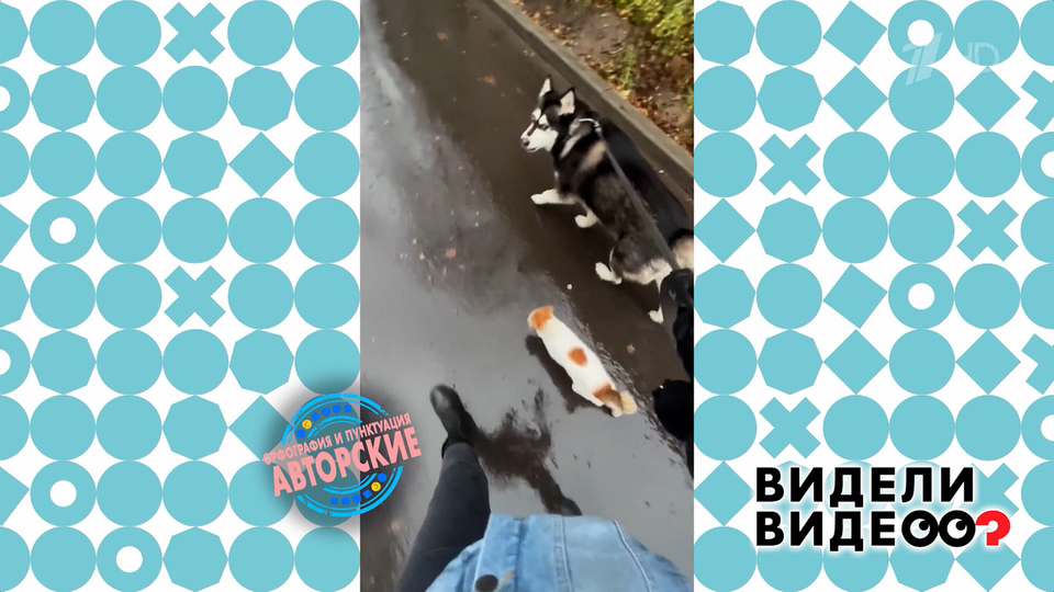 Бездомный кот Амур и хаски Саманта. Видели видео? Фрагмент выпуска от 23.11.2025