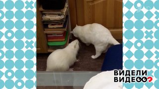 Кот Тиша и нутрия Шушуна. Видели видео? Фрагмент 