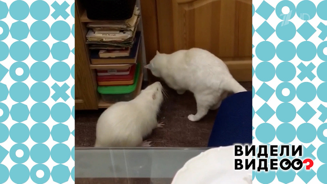 Кот Тиша и нутрия Шушуна. Видели видео? Фрагмент 