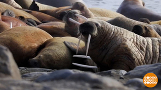 Как поживаете, моржи? Доброе утро. Фрагмент 